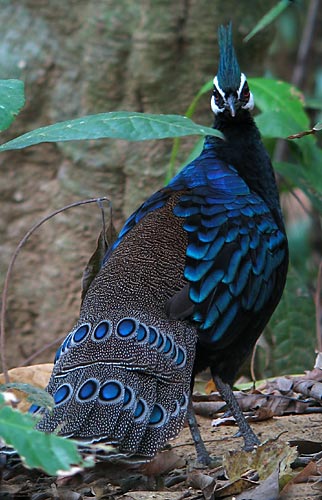 Pretty Palawan peacock-pheasant