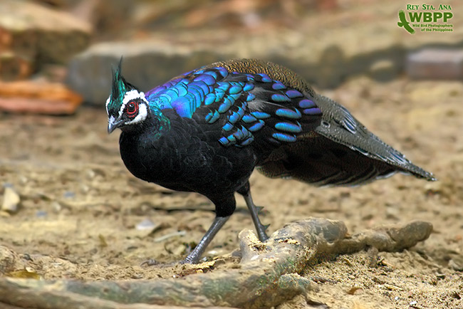 Pretty Palawan peacock-pheasant