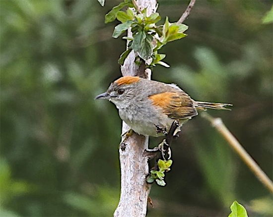 Pretty Pale-breasted spinetail