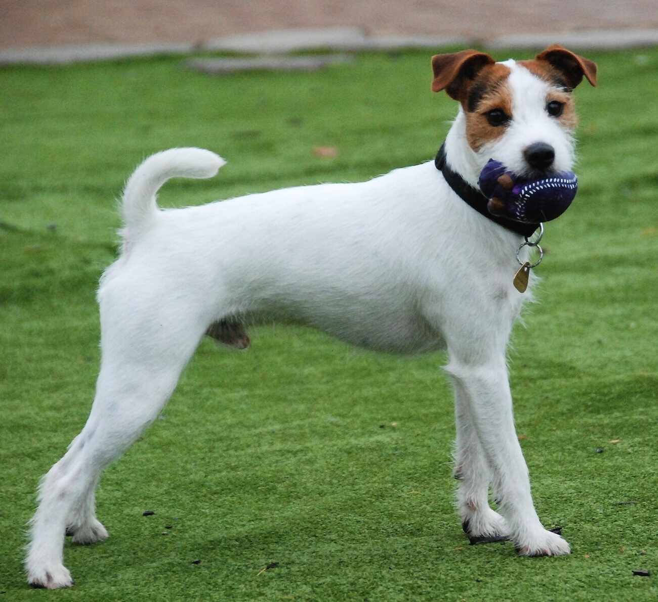 Parson Russell Terrier - Dog Breed