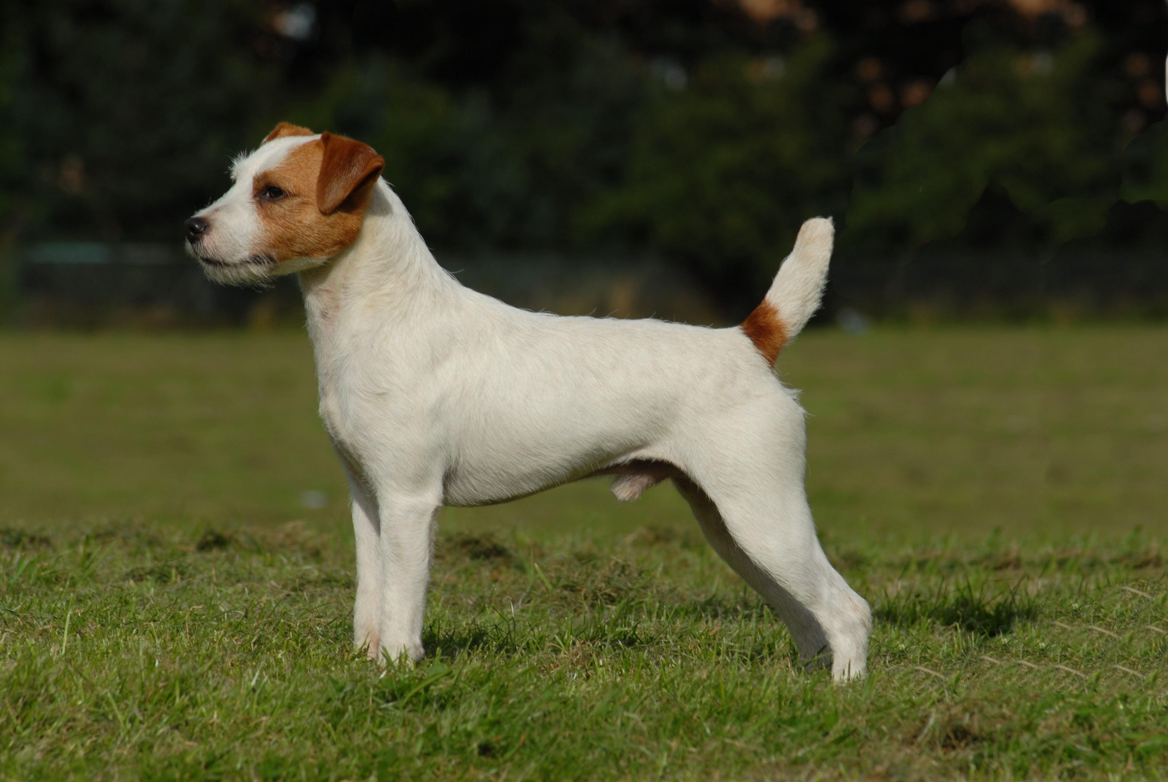 Pretty Parson Russell Terrier - Dog Breed