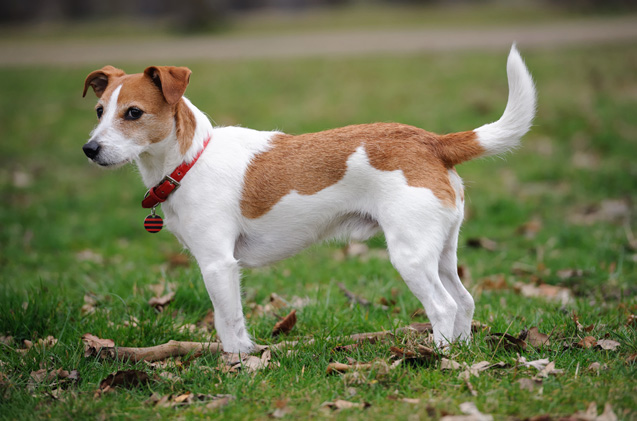 Wallpaper Parson Russell Terrier - Dog Breed
