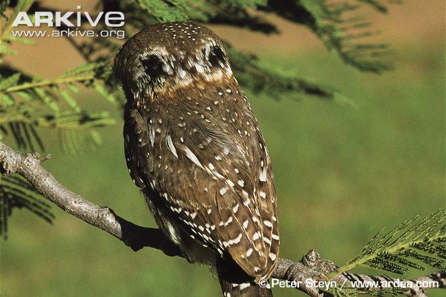 Pretty Pearl-spotted owlet