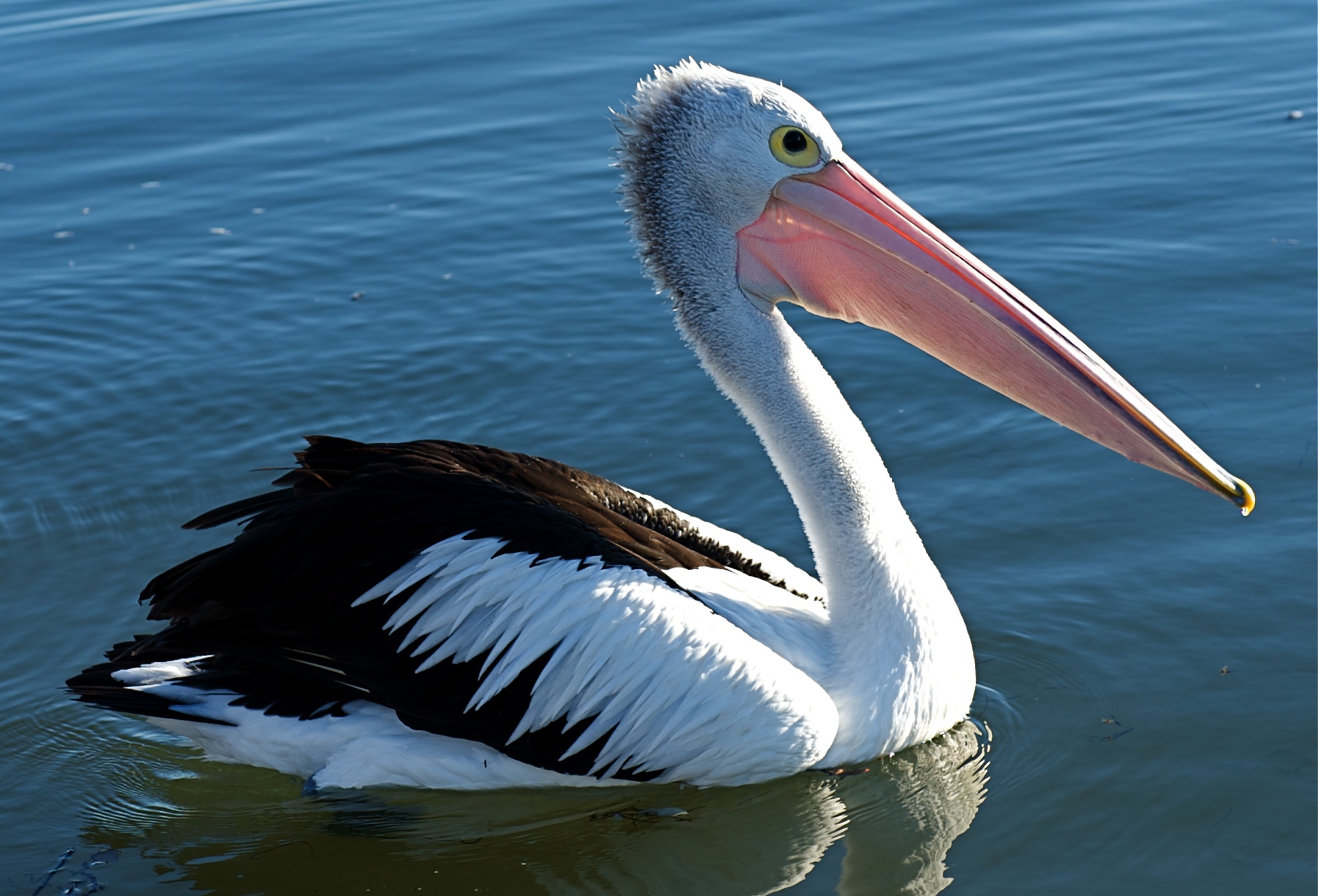Cute Pelican