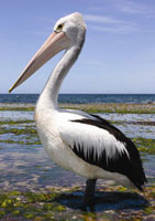 Pelican photo 