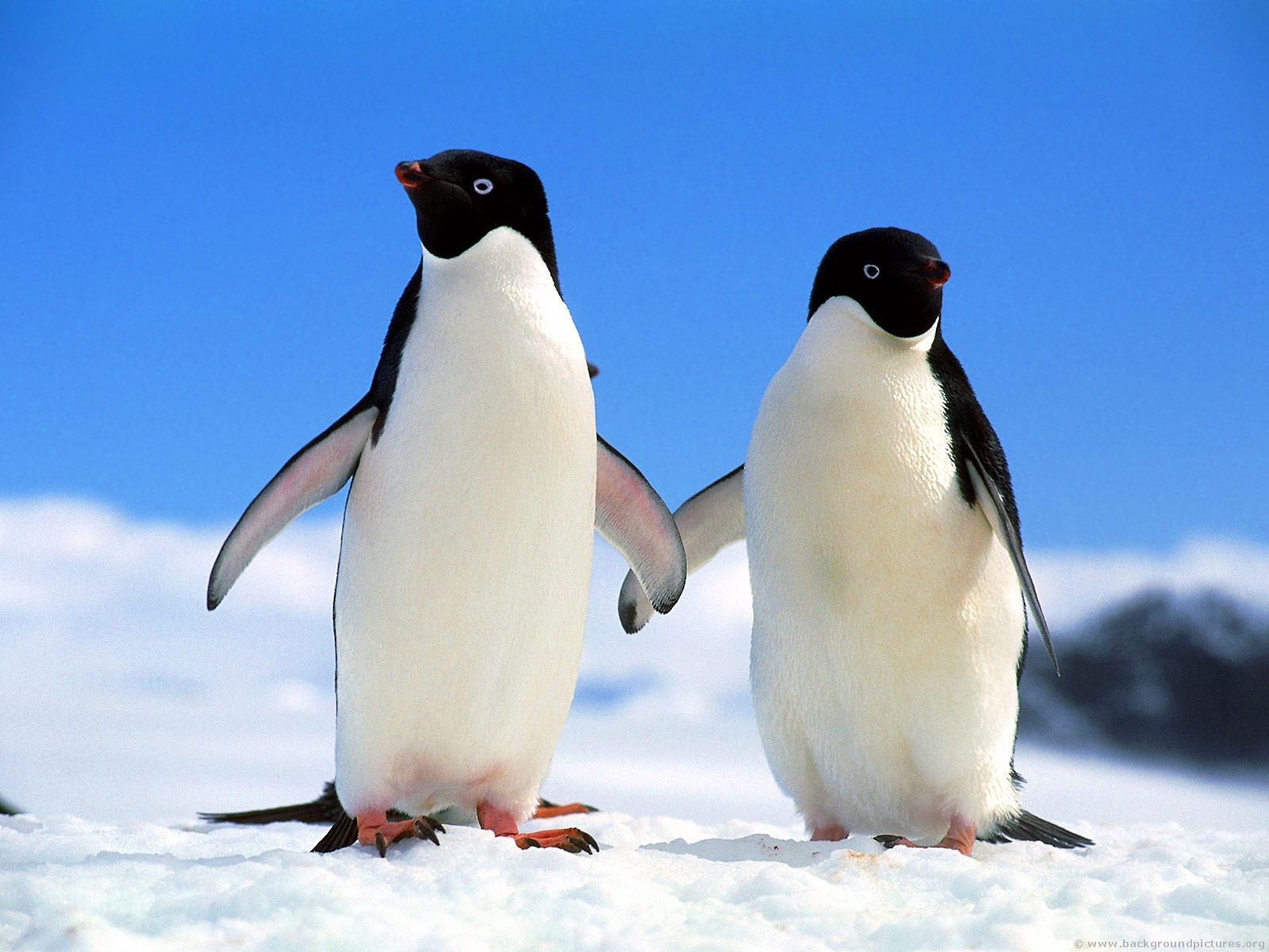 Pretty Penguin