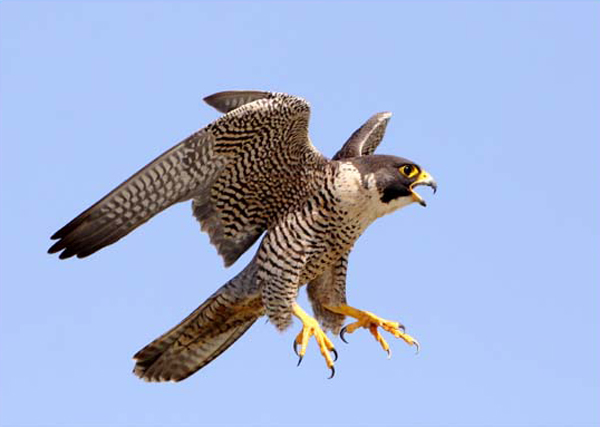 Pretty Peregrine falcon