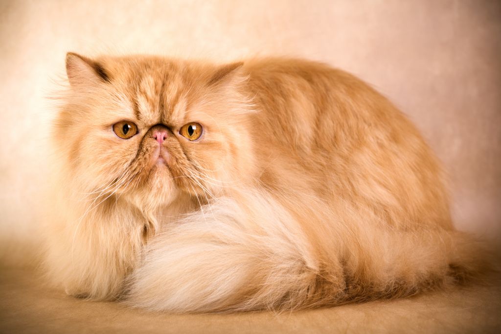 Photo Persian - Cat Breed