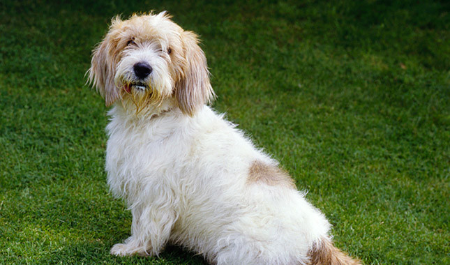 Petit Basset Griffon Vendeen - Dog Breed photo 