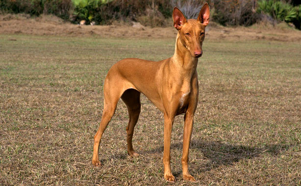 Pretty Pharaoh Hound - Dog Breed