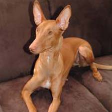 Pharaoh Hound - Dog Breed photo 