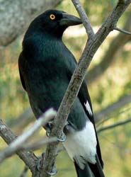 Pretty Pied currawong