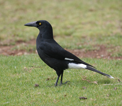 Pretty Pied currawong