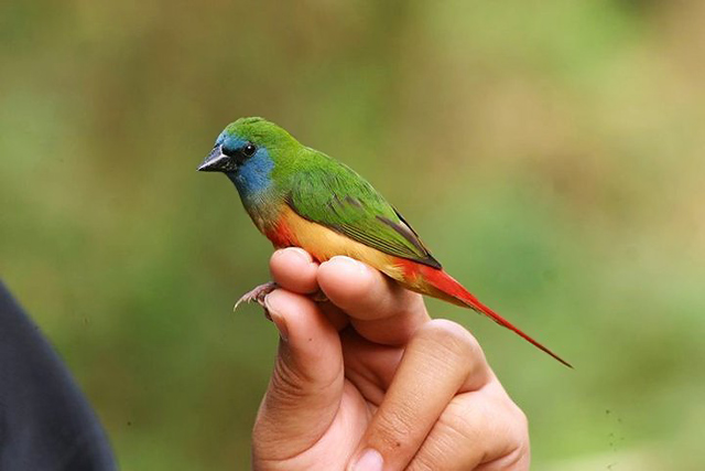 Pin-tailed parrotfinch