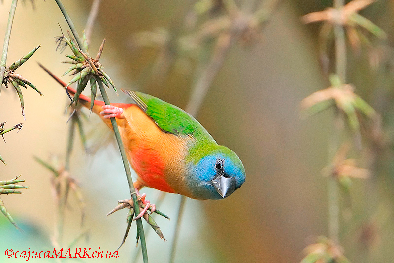 Pretty Pin-tailed parrotfinch