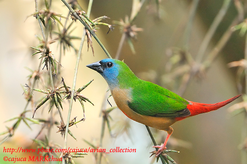 Pretty Pin-tailed parrotfinch
