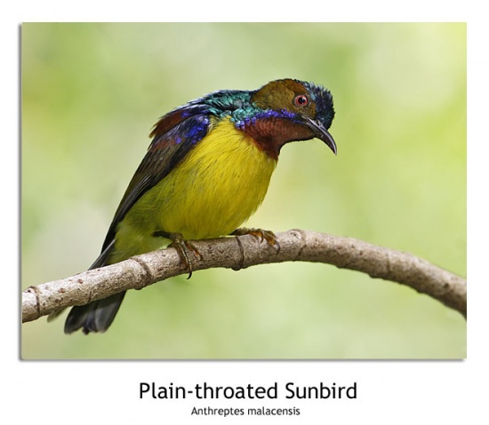 Pretty Plain-throated sunbird