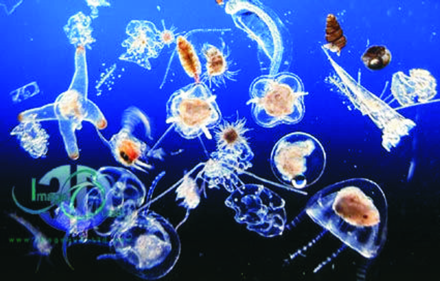 What are some facts about phytoplankton?