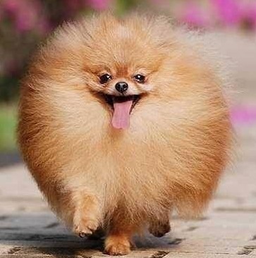 Cool Pomeranian - Dog Breed