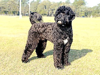 Portuguese Water Dog - Dog Breed