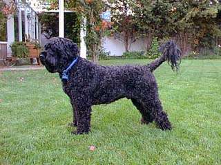 Portuguese Water Dog - Dog Breed wallpaper