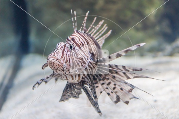 Pretty Pricklefish