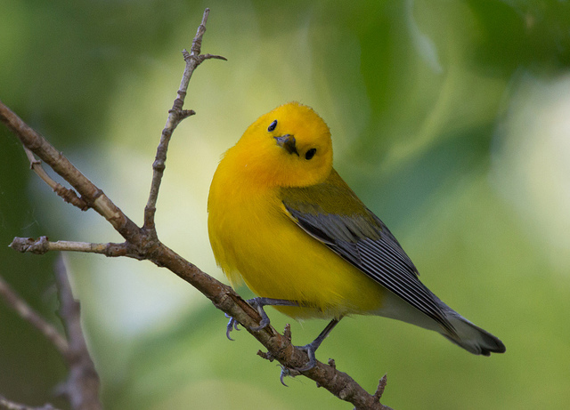 Pretty Prothonotary warbler