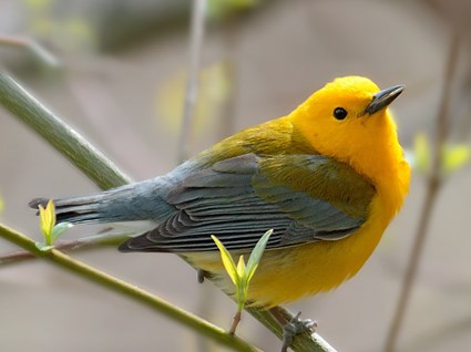 Pretty Prothonotary warbler
