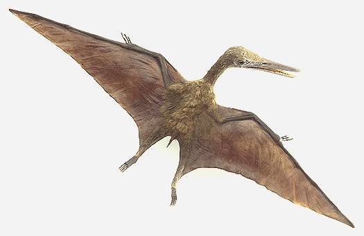 Cool Pterosaur