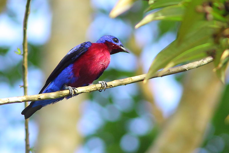 Purple-breasted cotinga