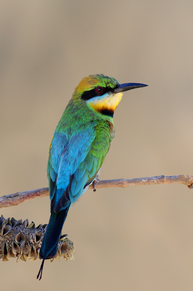 Pretty Rainbow bee-eater