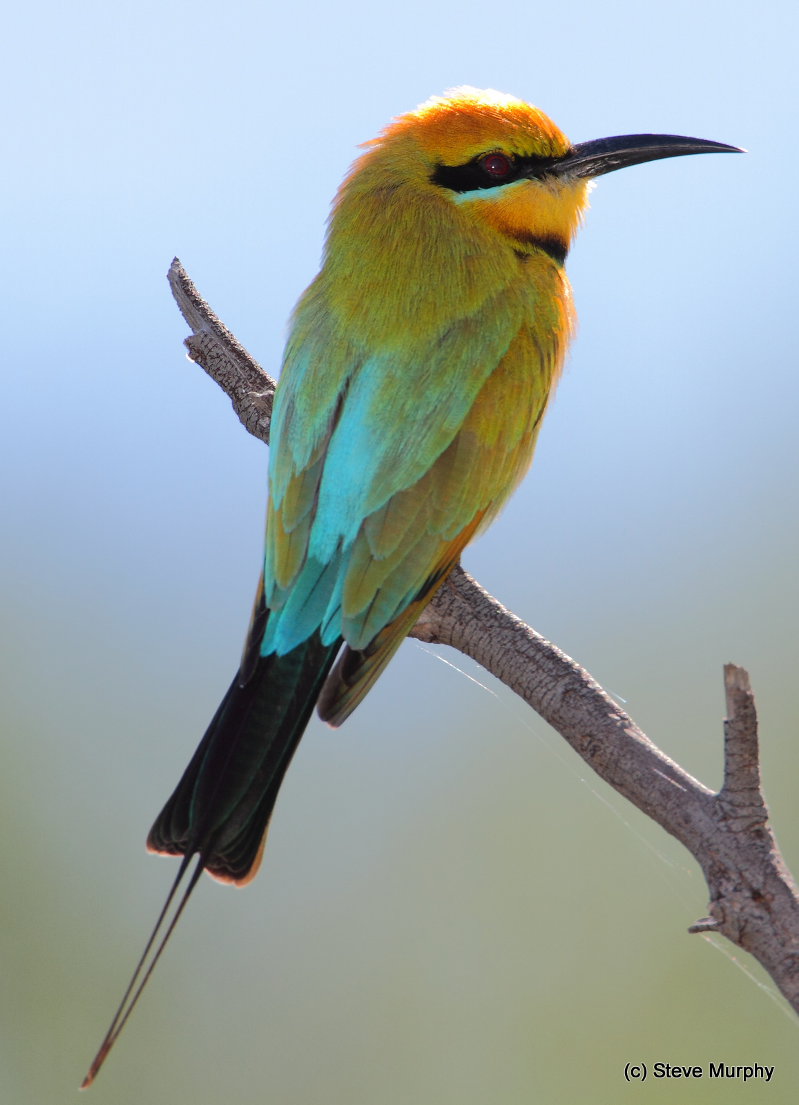 Pretty Rainbow bee-eater