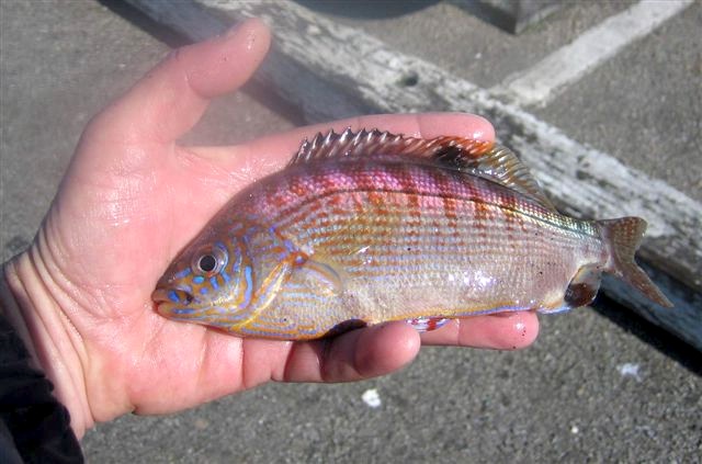 Pretty Rainbow seaperch