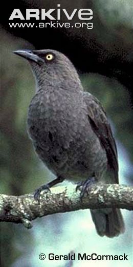 Pretty Rarotonga starling