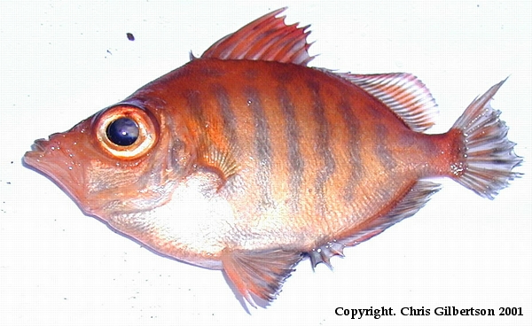 Red boarfish