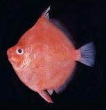 Pretty Red boarfish