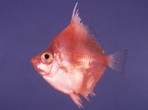 Pretty Red boarfish