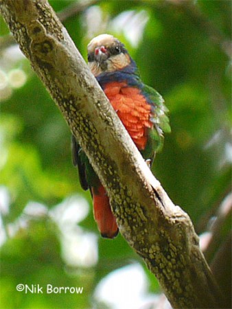 Red-breasted pygmy parrot