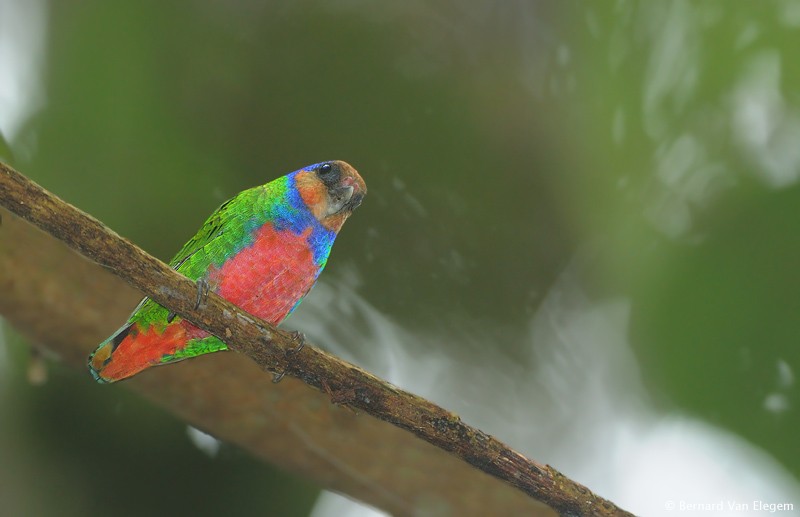 Pretty Red-breasted pygmy parrot