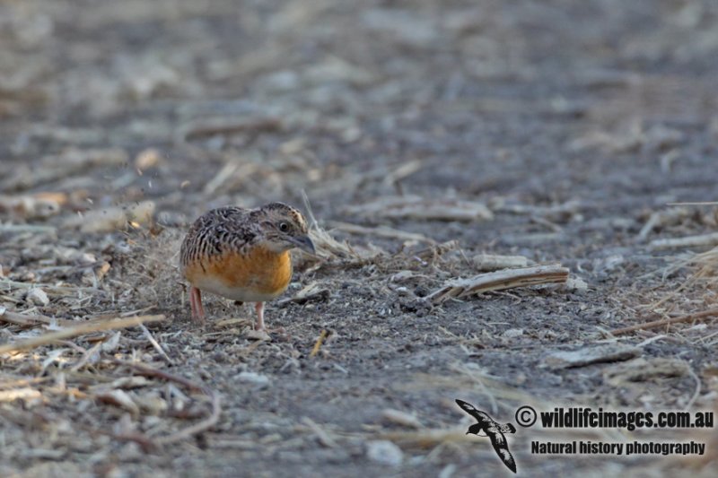 Red-chested buttonquail