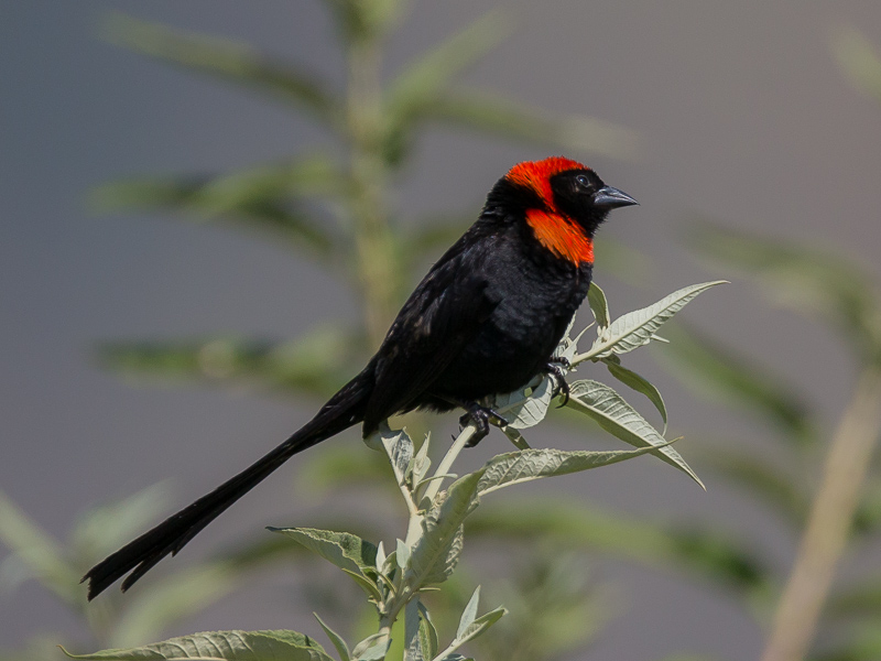 Pretty Red-collared widow-bird