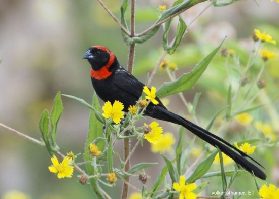 Pretty Red-collared widow-bird