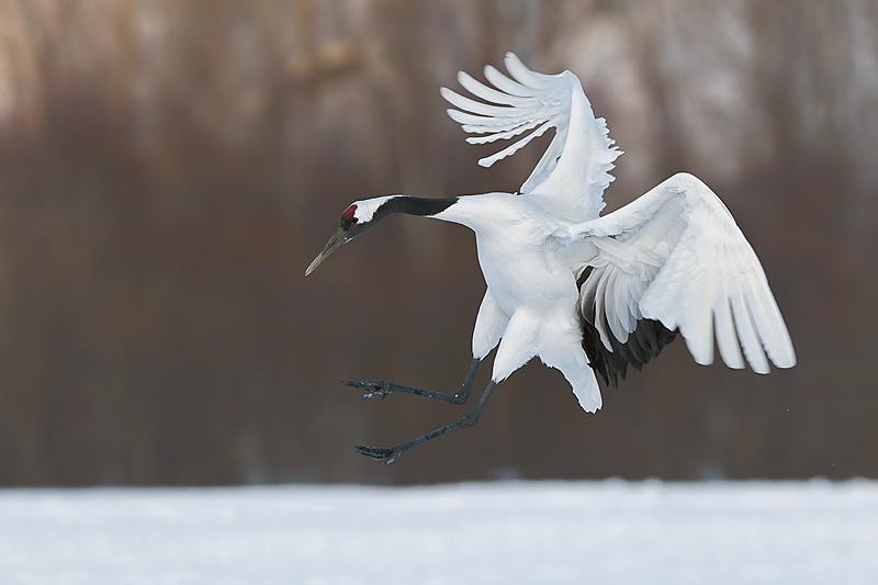 Pretty Red-crowned crane