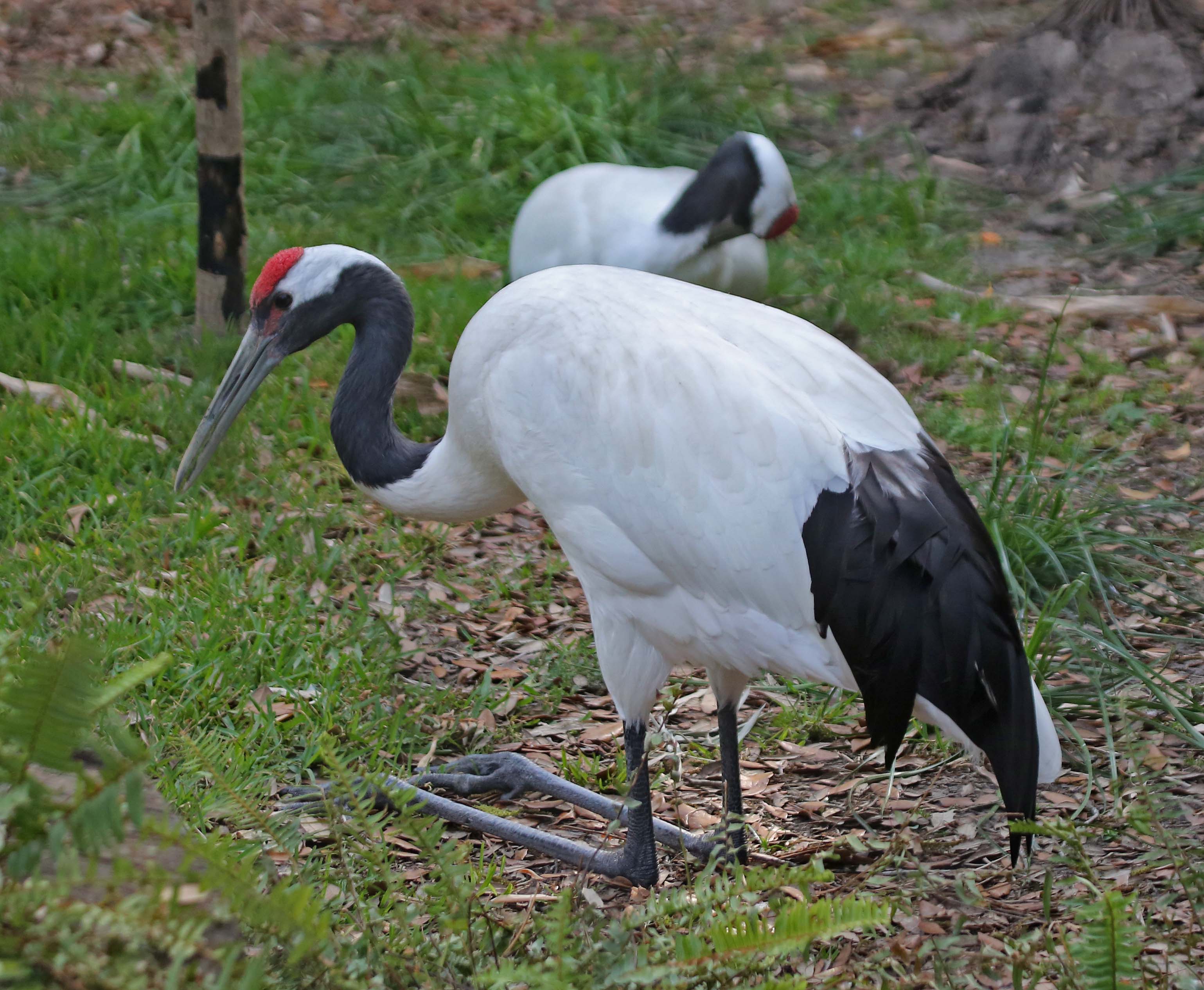 Pretty Red-crowned crane