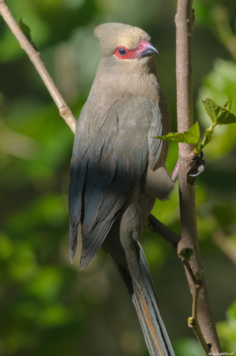 Pretty Red-faced mousebird