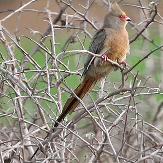 Pretty Red-faced mousebird