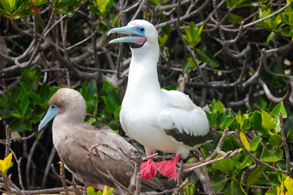 Pretty Red-footed booby