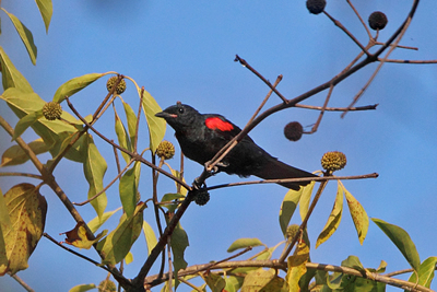 Pretty Red-shouldered cuckoo-shrike