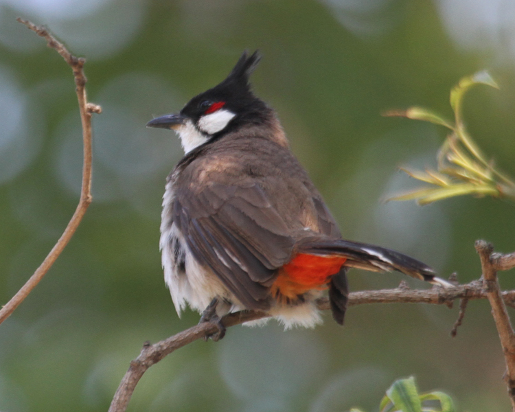 Pretty Red-whiskered bulbul
