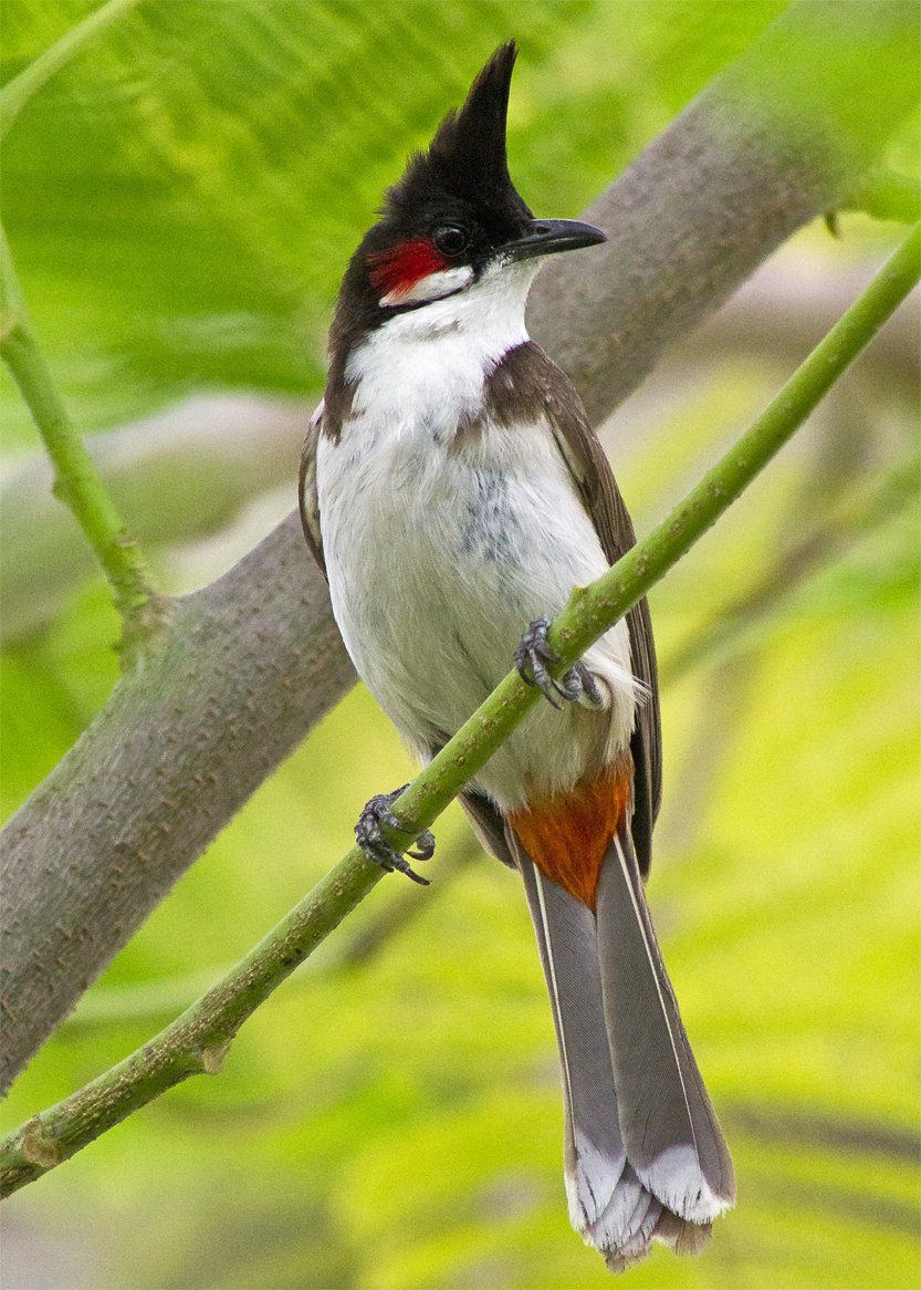 Pretty Red-whiskered bulbul